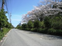 通勤路の桜